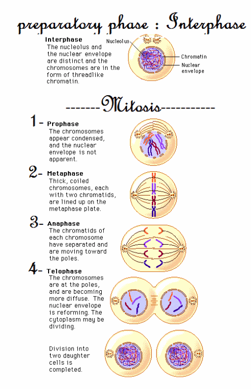 Cell Division Mitosis And Cytokinesis Worksheet 44