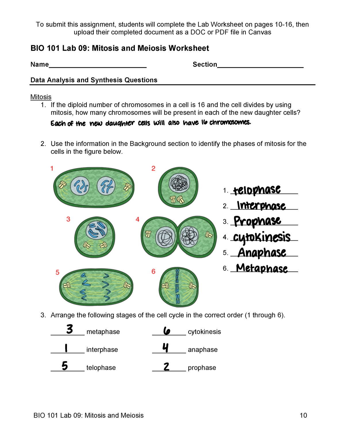 Cell Division Mitosis And Cytokinesis Worksheet 61
