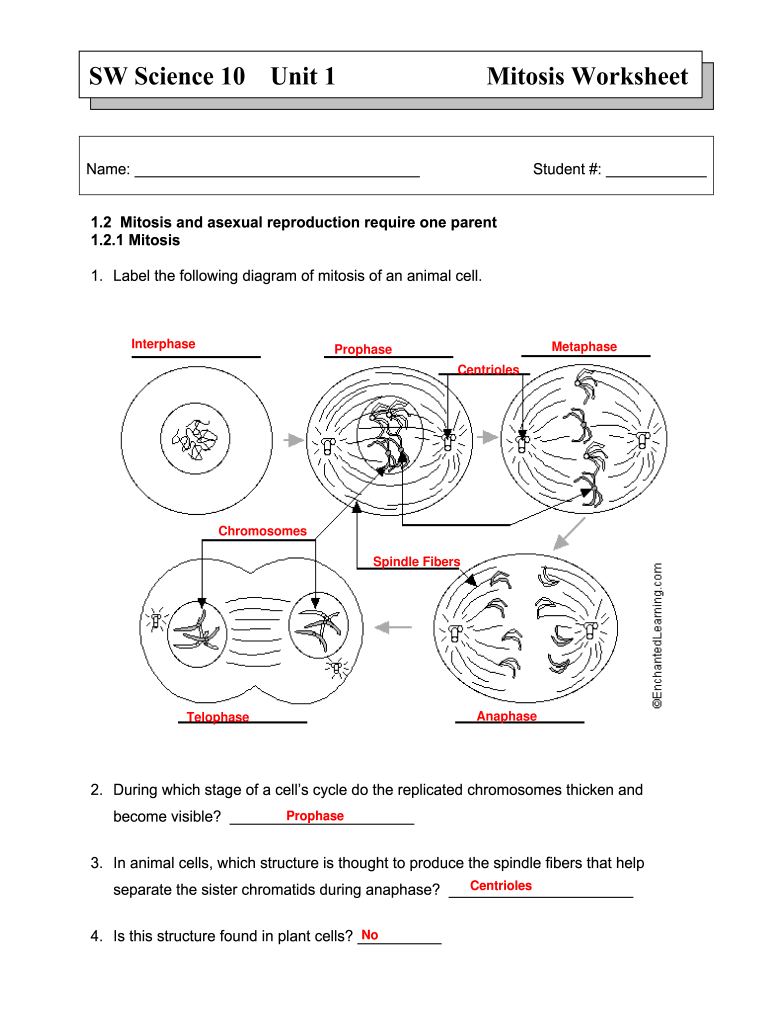 Cell Division Mitosis And Cytokinesis Worksheet 62
