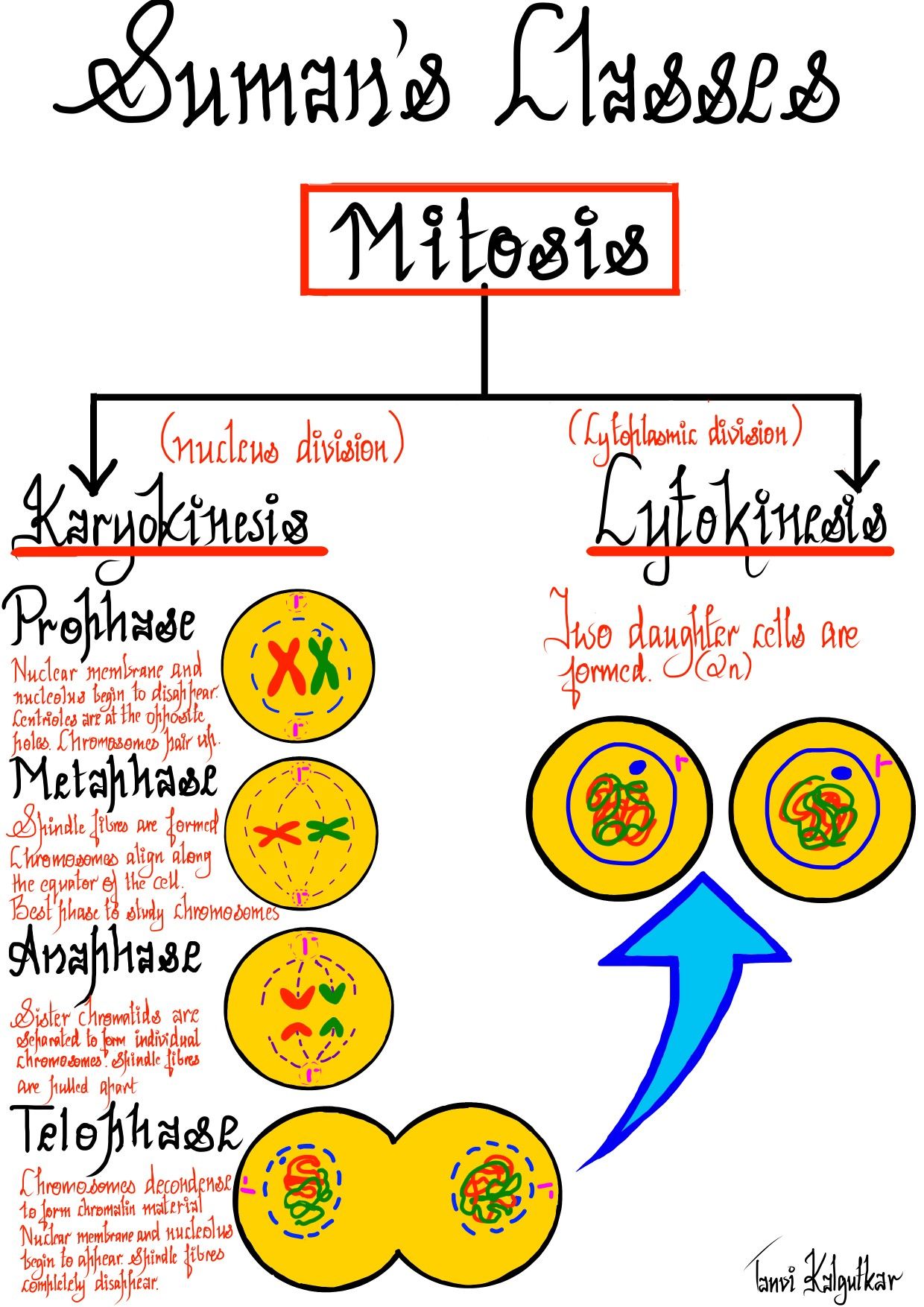 Cell Division Mitosis And Cytokinesis Worksheet 66