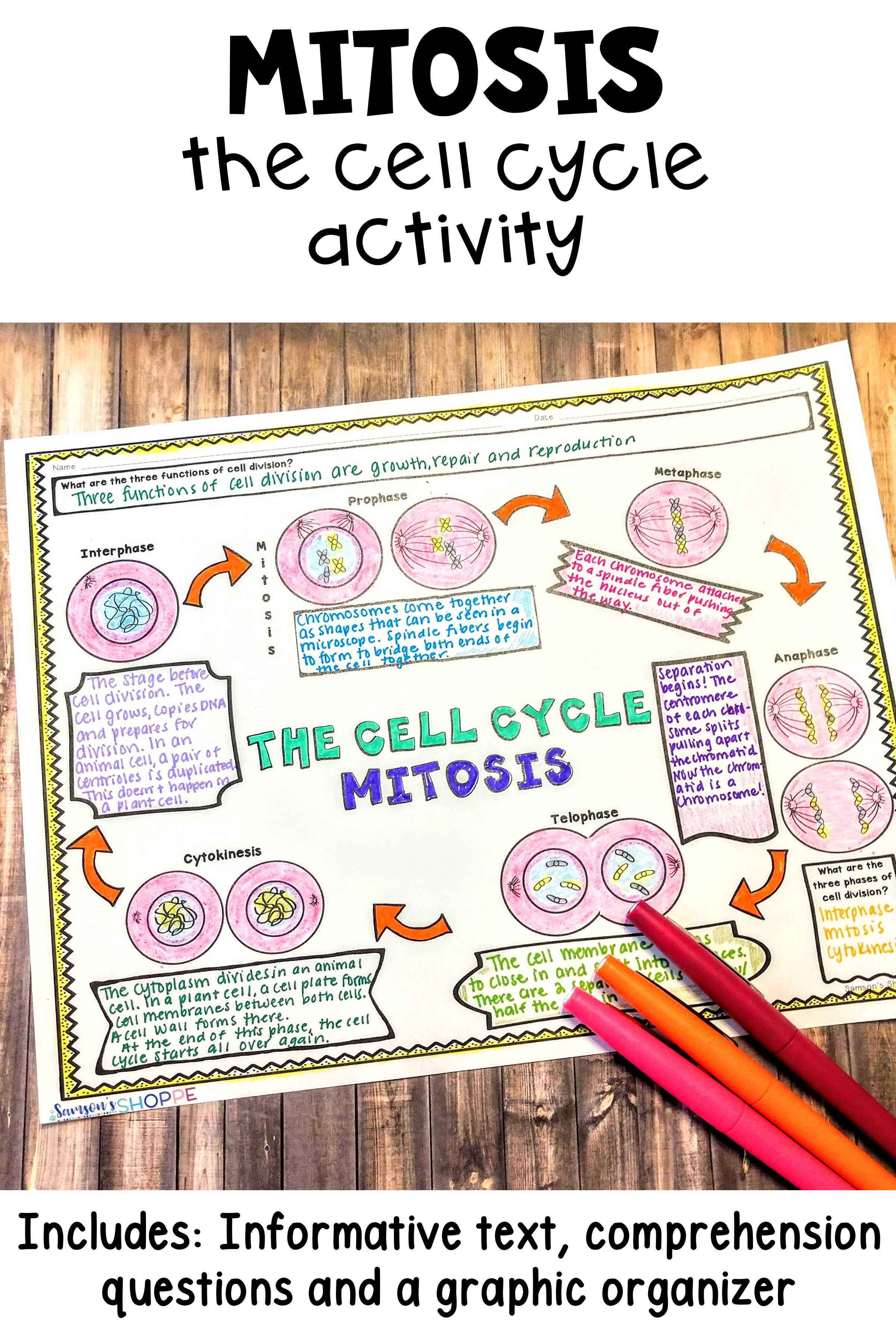 Cell Division Mitosis And Cytokinesis Worksheet 76
