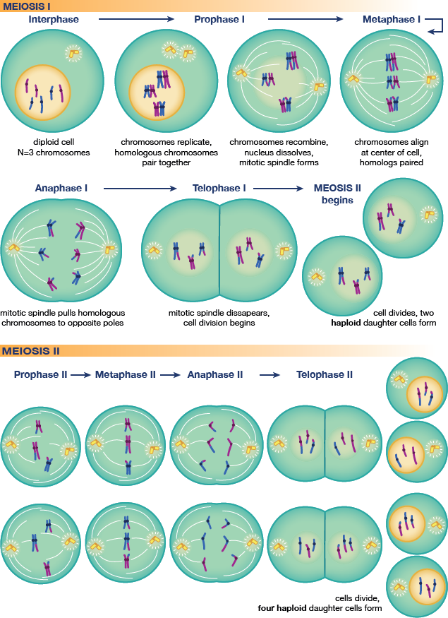 Cell Division Mitosis And Cytokinesis Worksheet 78