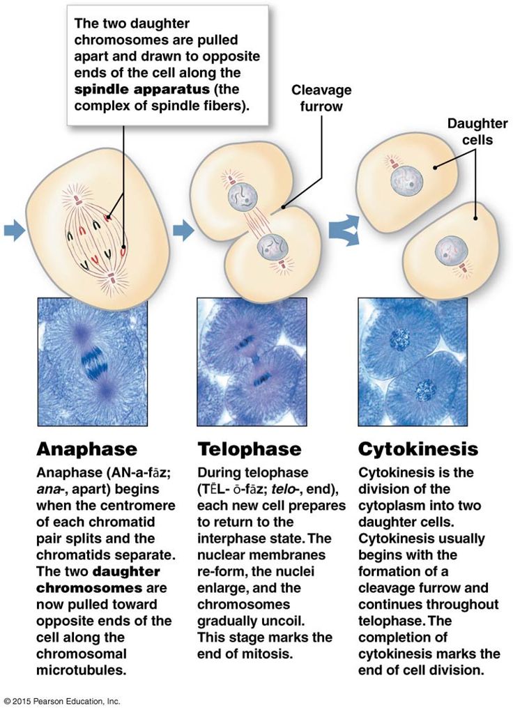 Cell Division Mitosis And Cytokinesis Worksheet 92