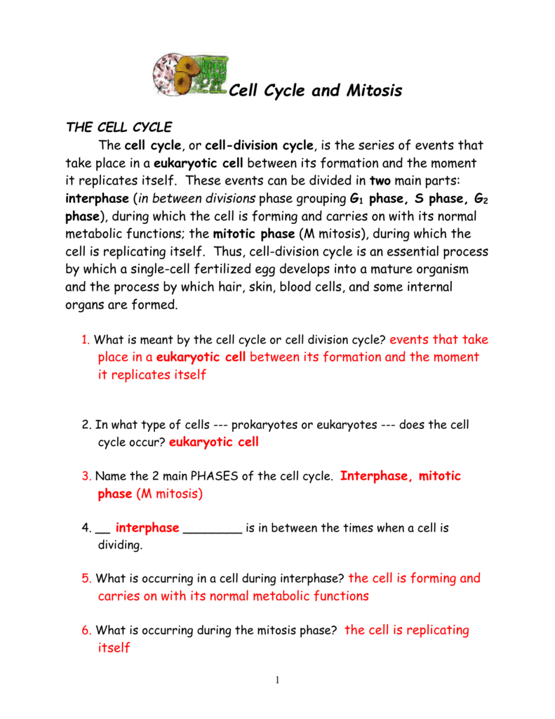 Cell Division Mitosis And Cytokinesis Worksheet 93