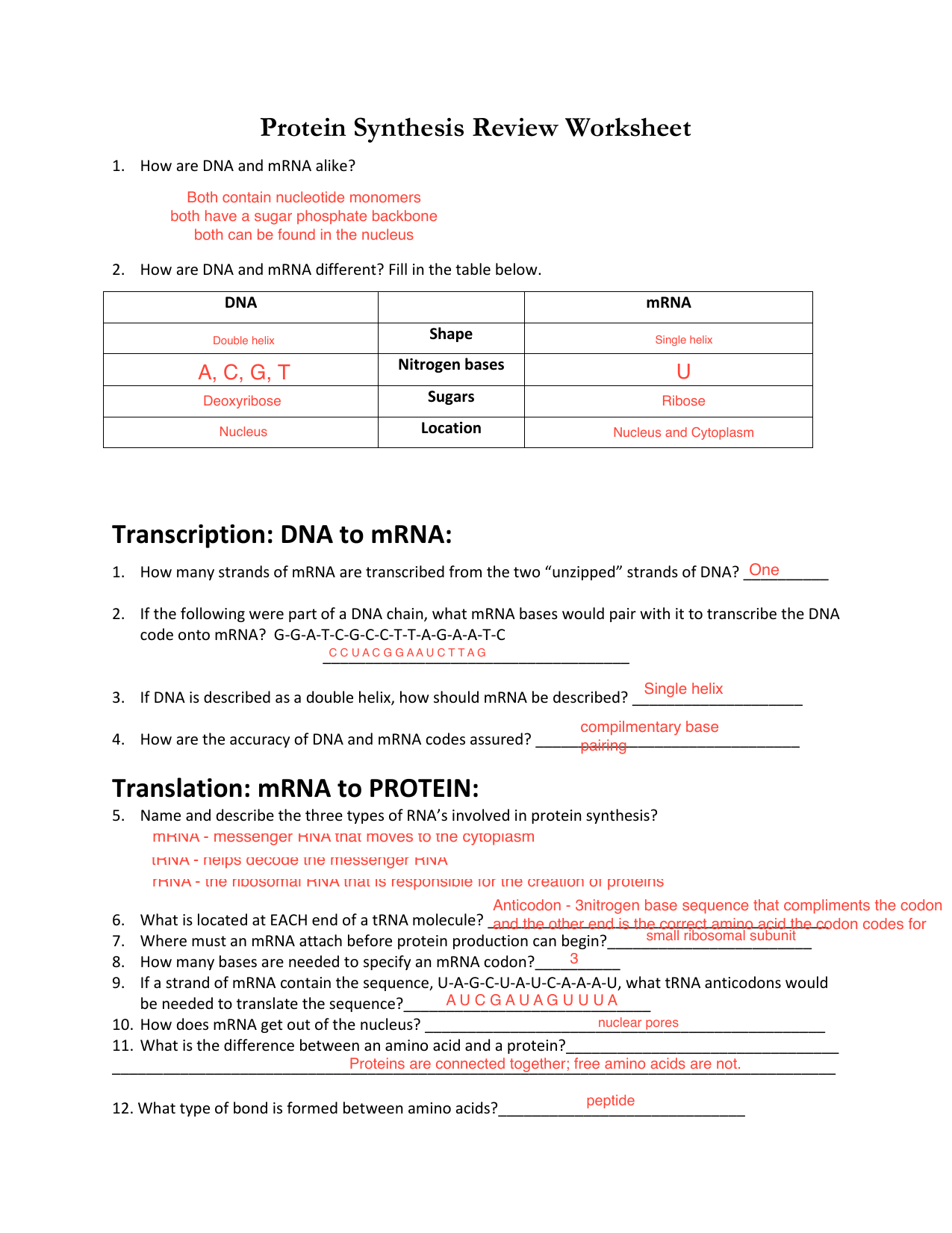 60 Best Protein Synthesis Worksheets 16