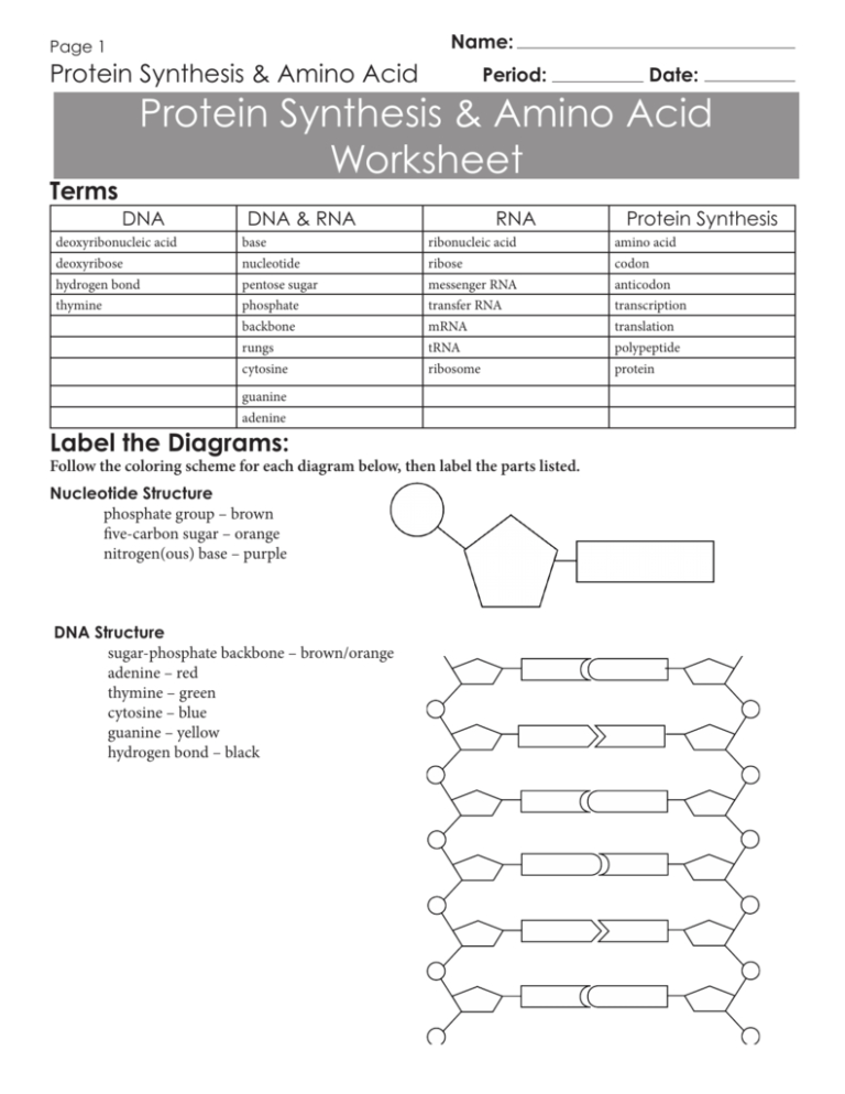 60 Best Protein Synthesis Worksheets 2