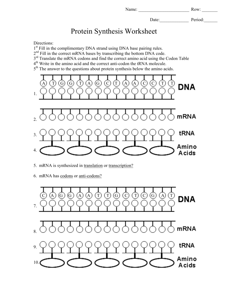 60 Best Protein Synthesis Worksheets 20