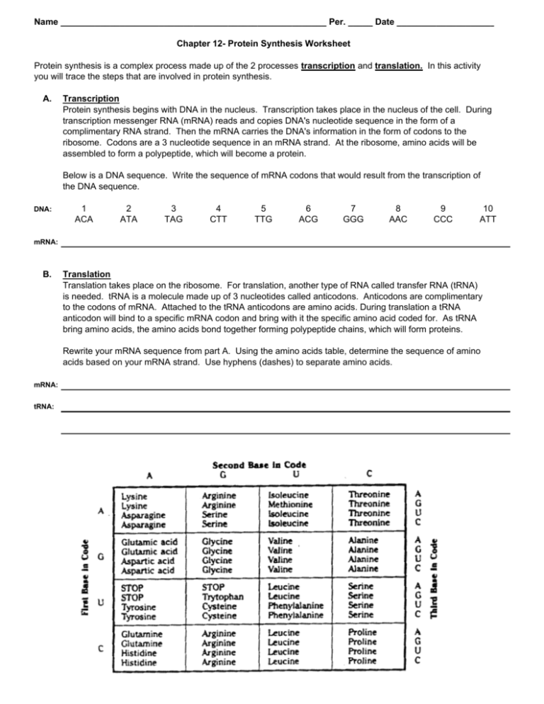 60 Best Protein Synthesis Worksheets 29