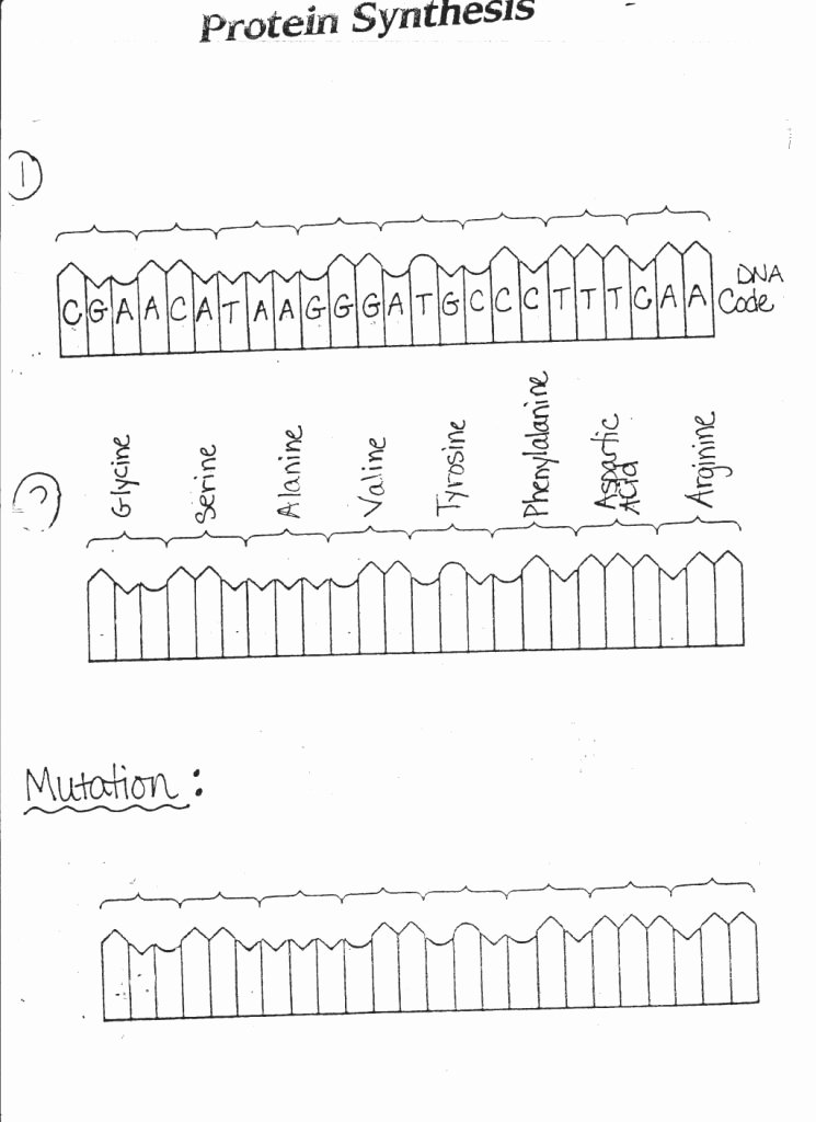 60 Best Protein Synthesis Worksheets 59