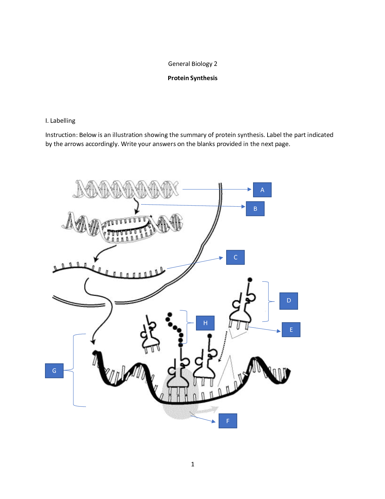 60 Best Protein Synthesis Worksheets 61