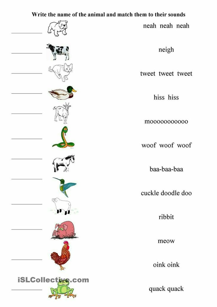 20 Evs Worksheets For Kindergarten On Animals