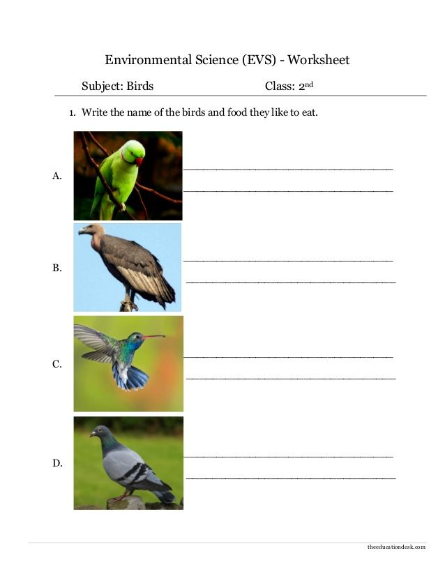 20 Evs Worksheets For Kindergarten On Animals