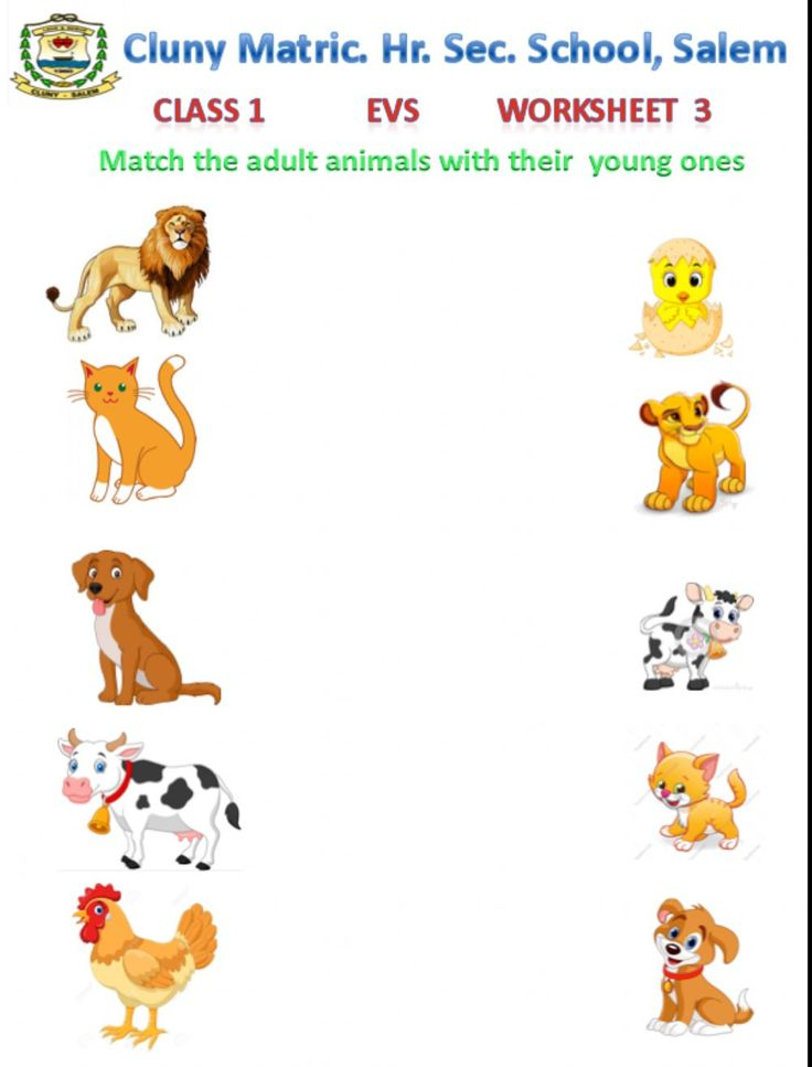 20 Evs Worksheets For Kindergarten On Animals