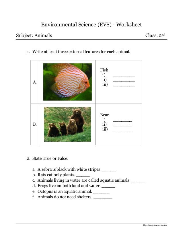 20 Evs Worksheets For Kindergarten On Animals