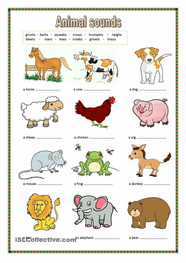 20 Evs Worksheets For Kindergarten On Animals