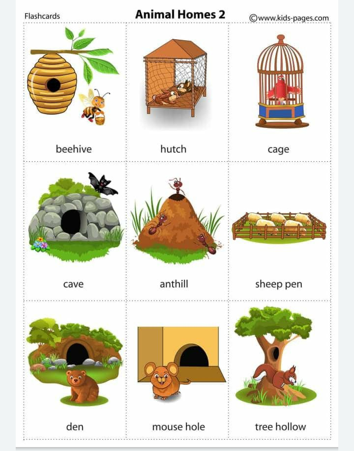 20 Evs Worksheets For Kindergarten On Animals