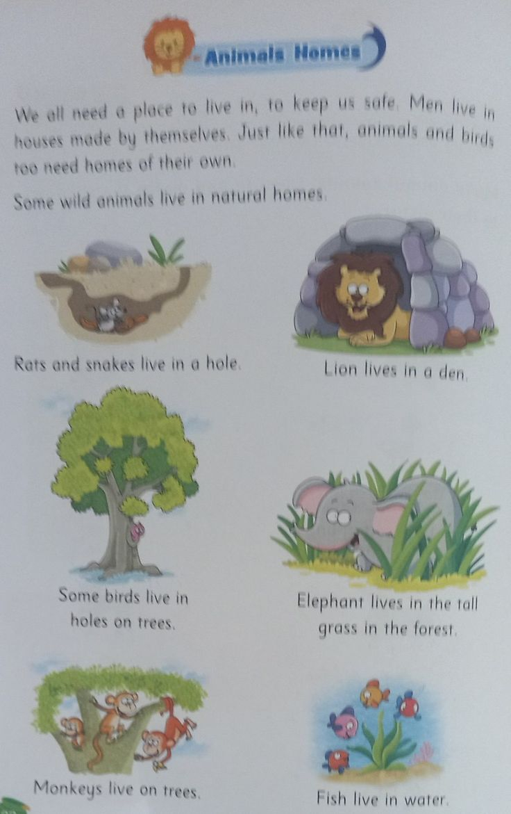 21 Evs Worksheets For Kindergarten On Animals