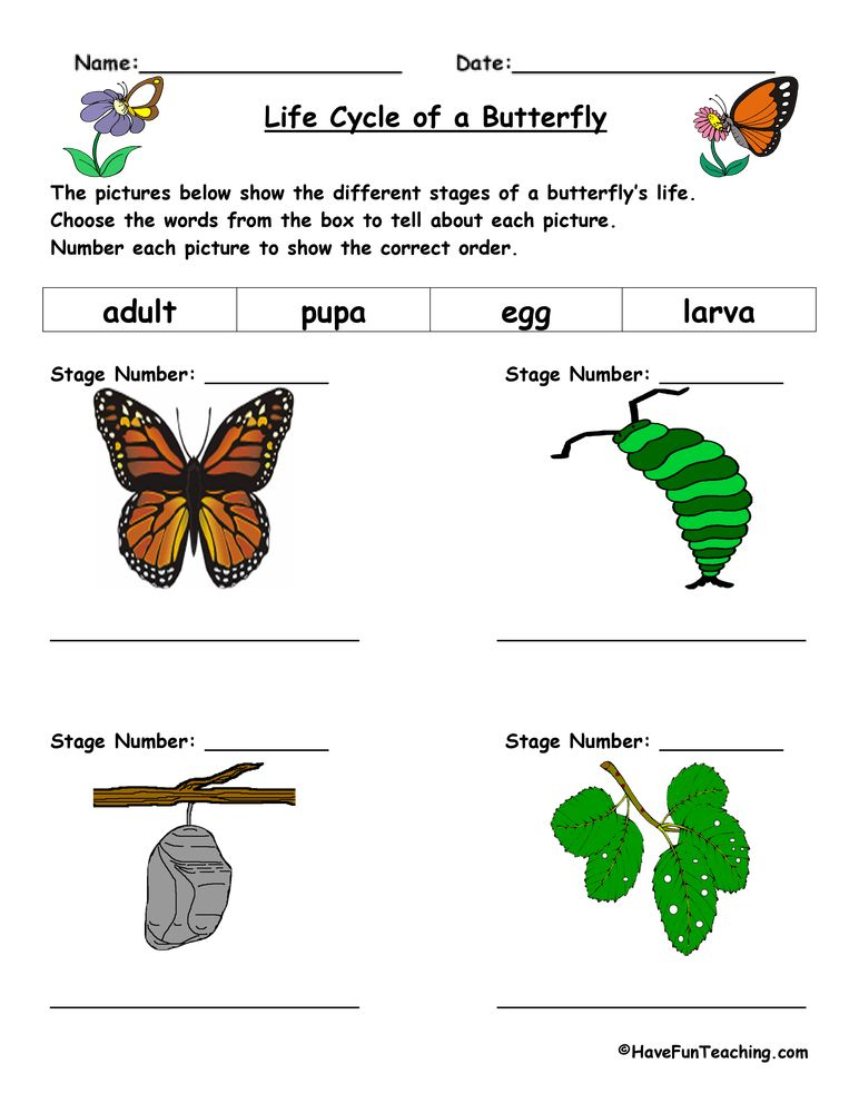 21 Evs Worksheets For Kindergarten On Animals