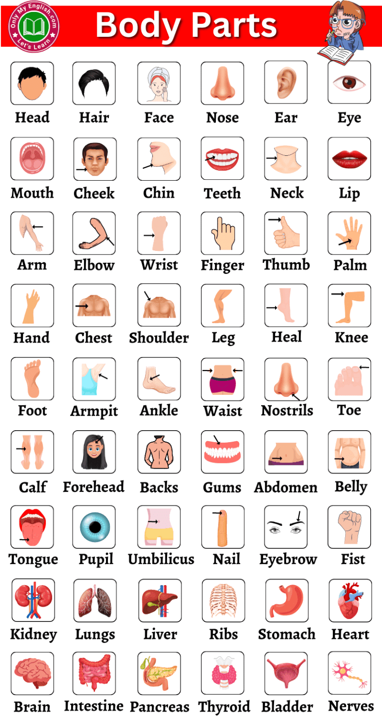 41 Body Parts for Kids Worksheets