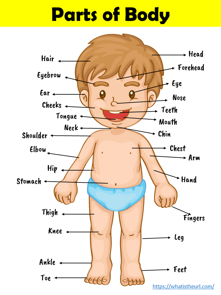 41 Body Parts for Kids Worksheets