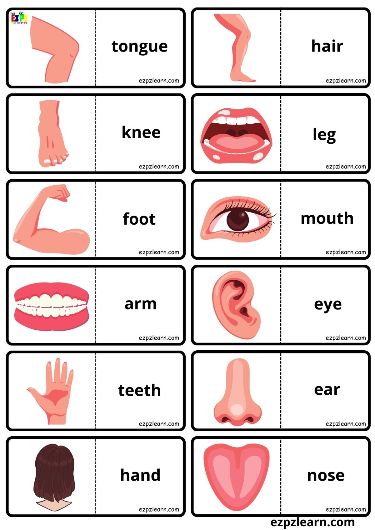41 Body Parts for Kids Worksheets