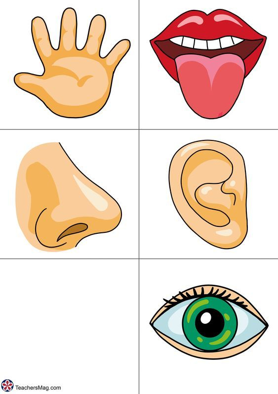 41 Body Parts for Kids Worksheets