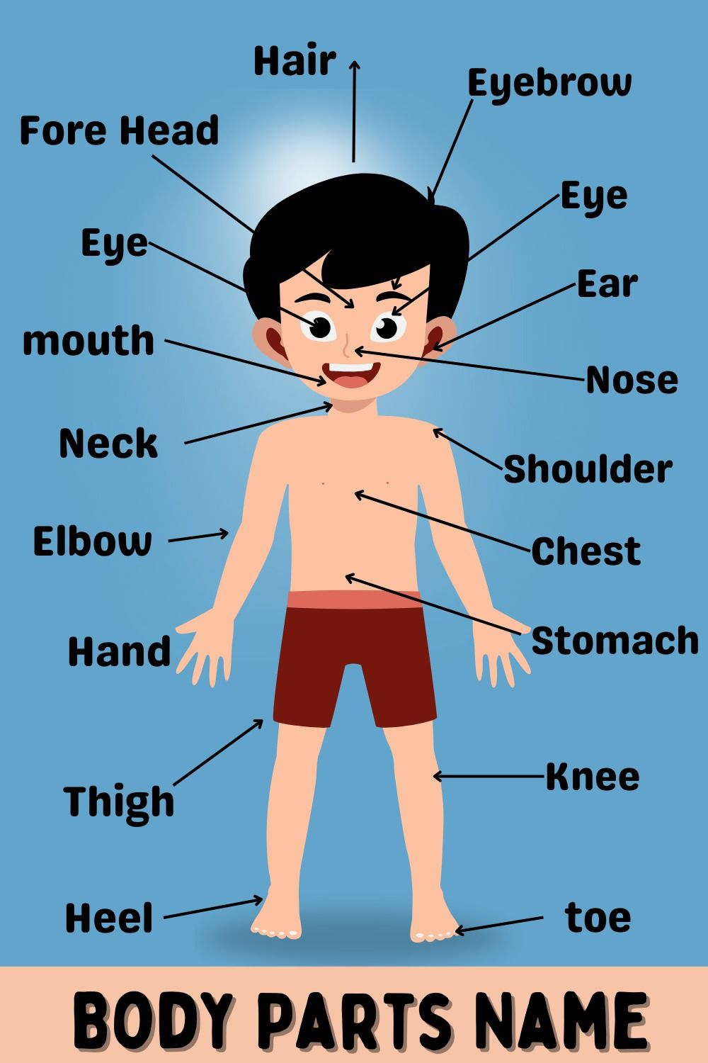 41 Body Parts for Kids Worksheets