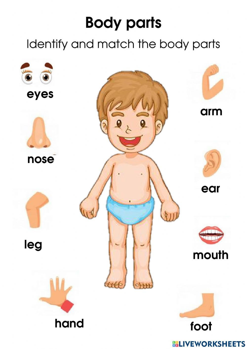 41 Body Parts for Kids Worksheets
