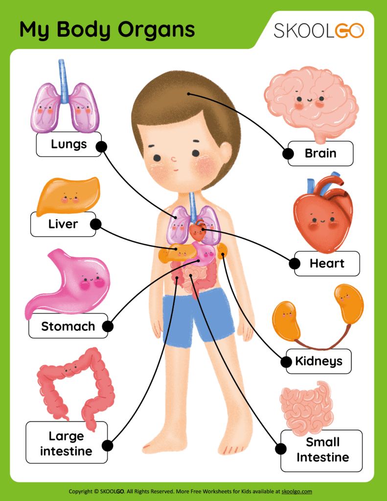 41 Body Parts for Kids Worksheets