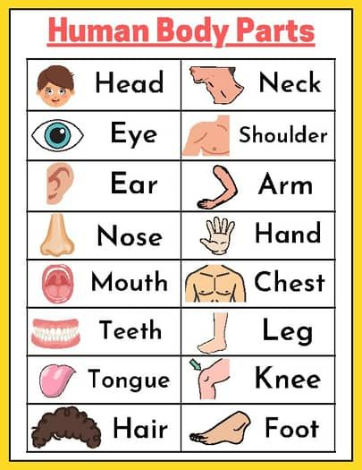 41 Body Parts for Kids Worksheets