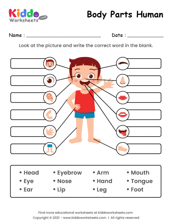 41 Body Parts for Kids Worksheets