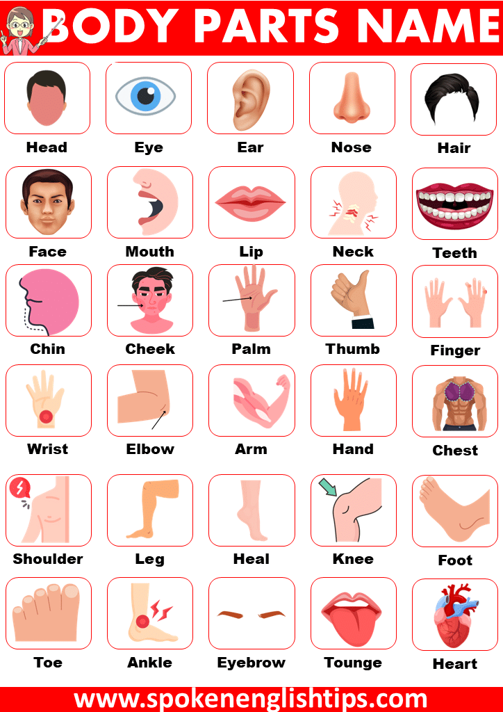 41 Body Parts for Kids Worksheets