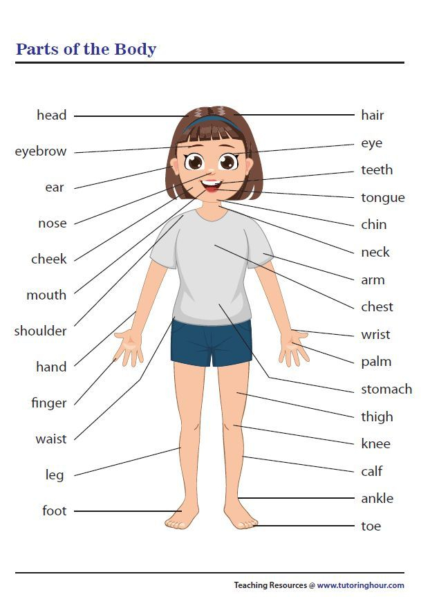 41 Body Parts for Kids Worksheets